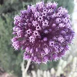 Paros Traditional Windmill In Lefkes Semesterbostad Lefkes (Paros)